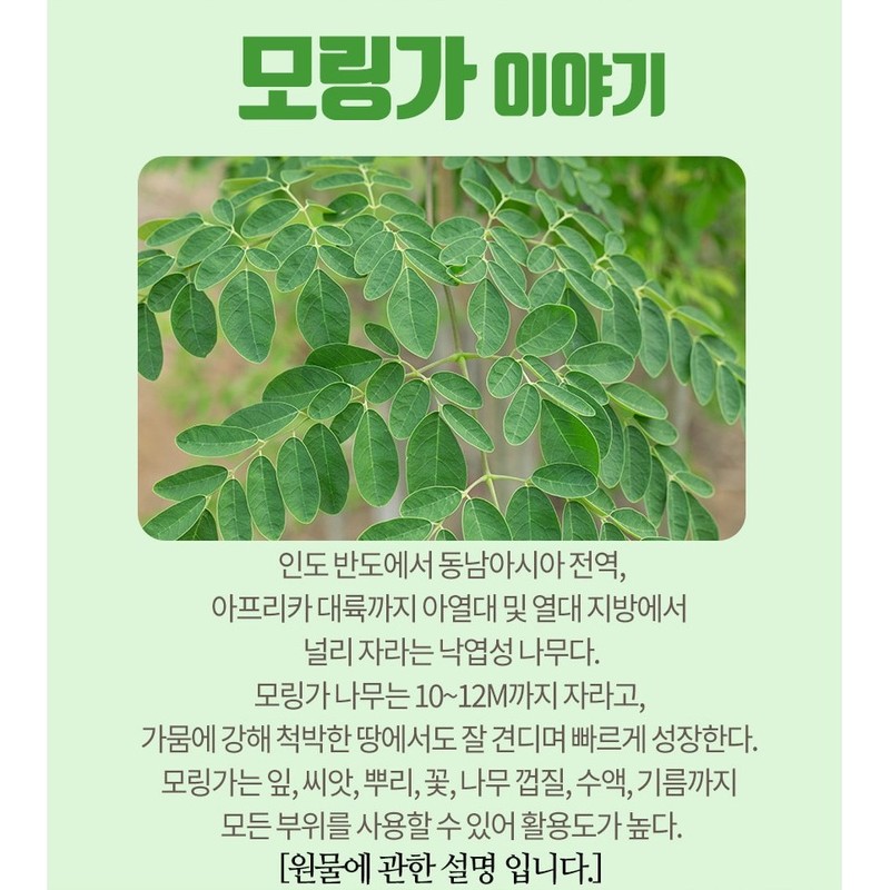 모링가 말린 건조 건모링가 잎 차 인도네시아산, 2개 Dried Moringa