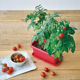 Seishin Pottery GD-93102 Enjoy Planter, Mini Tomato, Veggie