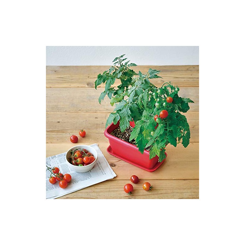 Seishin Pottery GD-93102 Enjoy Planter, Mini Tomato, Veggie