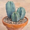 Blue Myrtle Cactus (Myrtillocactus geometrizans) - Live Plant - Bluish