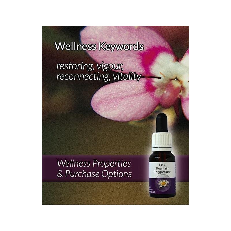 Living Essences of Pink Fountain Essential Oil 100 ml