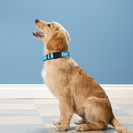 PWOD Reflective Dog Collar, Adjustable Soft Neoprene Padded Nylon Pet Collars with Buckle for Small Dogs, Sky Blue,S