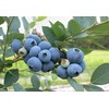 Blueberry Plant - BLUERAY - Extra-Large Fruits, Excellent Flavor and