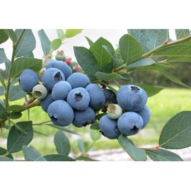 Blueberry Plant - BLUERAY - Extra-Large Fruits, Excellent Flavor and Great for Backyard Growing