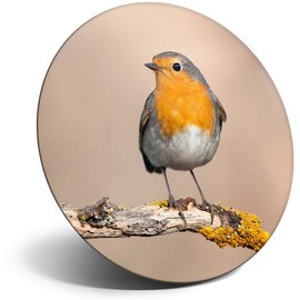 Destination Vinyl ltd Magnet for Refrigerator, Fridge - Red Robin Bird Garden Cute for Office, Cabinet and Whiteboard, Magnetic Stickers, 2062