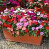 22Day Seeds: Seeds Busy Lizzie Mix/Impatiens Walleriana/Annual Flowers