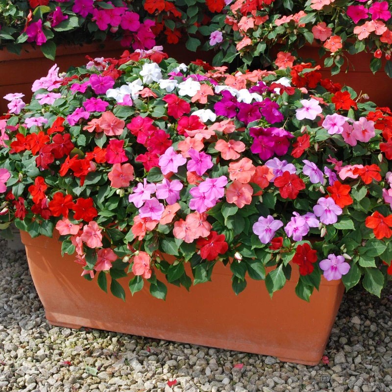 22Day Seeds: Seeds Busy Lizzie Mix/Impatiens Walleriana/Annual Flowers