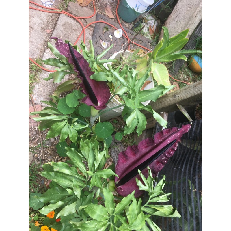 35 seeds Dragon lily arum flower voodoo amorphophallus bulb tuber