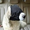 강아지안대 고양이 수면 마스크 캡 휴식용 [블랙M] Dog Eye Mask