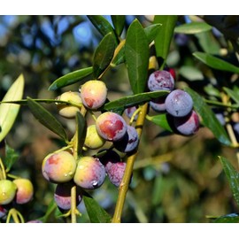 TomorrowSeeds - Canino Olive Tree Seeds - 10+ Count Packet - for 2024 Canina Tuscan Mediterranean Italian Extra Virgin Oil Green Black Perennial