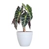 United Nursery Alocasia Polly Live Plant in 6 inch White