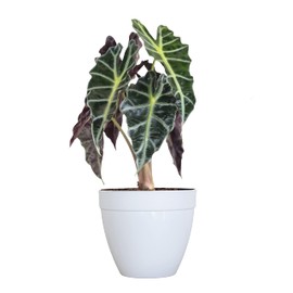 United Nursery Alocasia Polly Live Plant in 6 inch White Decorative Pot, Indoor Tropical House Plant with Bold Foliage for Home and Office