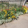 New Mexico Wildflower Seed Mix, Covers 325 Sq Ft, 14