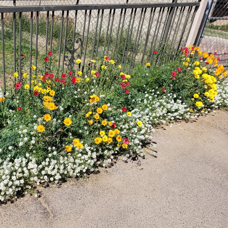 New Mexico Wildflower Seed Mix, Covers 325 Sq Ft, 14