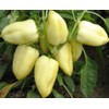 22Day Seeds: Seeds Sweet Bell Pepper White Belozerka/Non GMO/Heirloom
