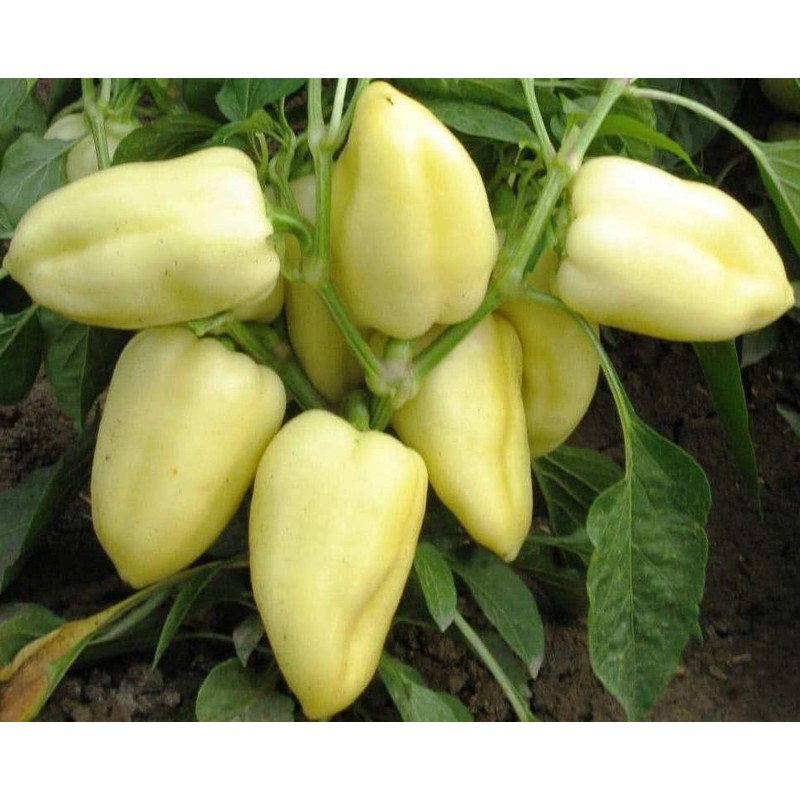 22Day Seeds: Seeds Sweet Bell Pepper White Belozerka/Non GMO/Heirloom