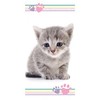APTEX Bath Towel Beach Towel with Cat 70 x 140