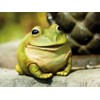 Evergreen Garden Cute Portly Frog Outdoor Statue and Secret Key