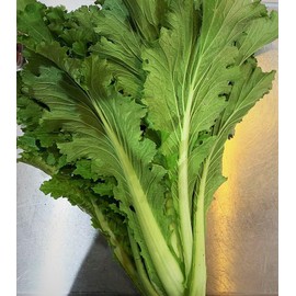 TomorrowSeeds - Michihili Chinese Cabbage Seeds - 1000+ Count - for 2025 Planting USA Garden Asian Leafy Spinach Vegetable Bok Choy Non-GMO Heirloom Grow Your Own Home Farm Patio Healthy Sustainable