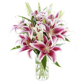 KaBloom PRIME OVERNIGHT DELIVERY - Mother’s Day Collection - Whispering Bouquet of 13 Pink stargazer lily With Vase.Gift for Birthday, Get Well, Easter, Valentine, Mother’s Day Fresh Flowers