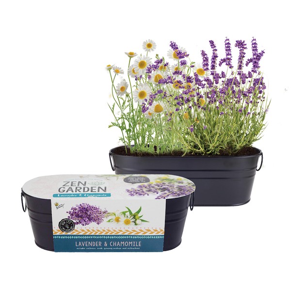 Buzzy Seeds Chamomile & Lavender | Herb, Plant, Flower Starter