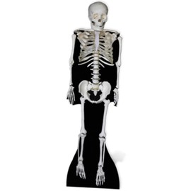 STAR CUTOUTS SC160 Skeleton Cardboard Cutout Standup