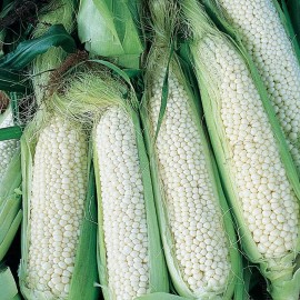 Southeast Seeds Country Gentleman Sweet Corn Seeds, White Shoepeg Corn, Heirloom, FREE SHIPPING - 100 Seeds or 1/2 OZ