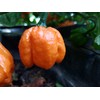Scotch Bonnet Freeport Orange Pepper Seeds