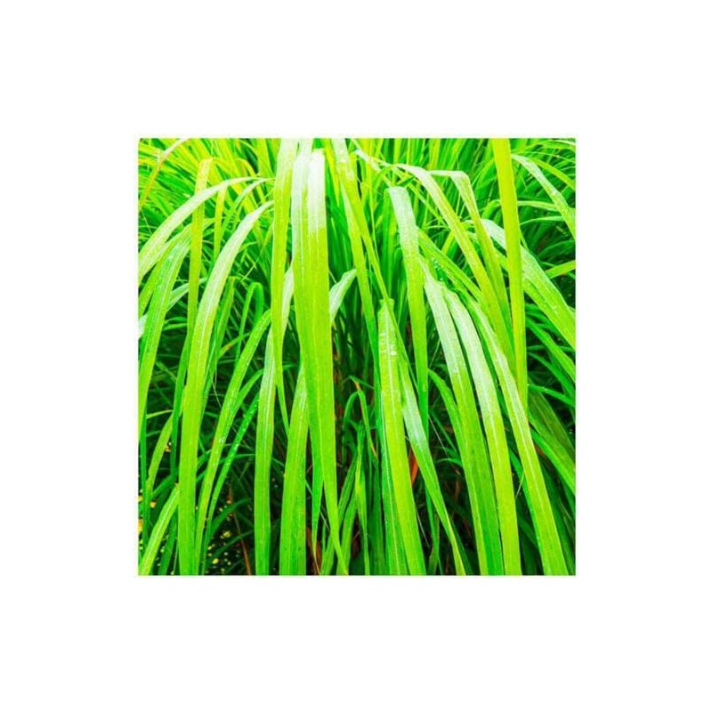 Saponificio Artigianale FIORENTINO - Vetiver Soap Bar