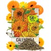 Seed Needs Calendula Seeds Pacific Beauty Mix | 5,000+ Seeds