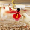 ANCLLO Pack of 6 Automatic Poultry Drinking Cups for Chickens,