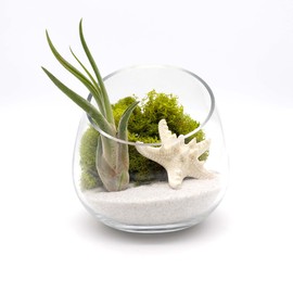 5 Inch Glass Slant Bowl Air Plant Terrarium Complete Kit with White Sand, Live Air Plant, Colorful Reindeer Moss and Starfish (Lime Green)