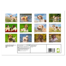 Lagotto Romagnolo - a dog to fall in love with (Monthly Wall Calendar 2025 16.5" x 23.4" (open)), CALVENDO 14 Month Calendar