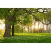 Leowefowa 10x8ft Spring Backdrop Rural Forest Trees Backdrops for Photography