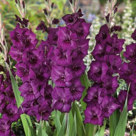 Eden Brothers Gladiolus Flower Bulbs - Purple Flora, Non-GMO Bulbs for Planting, 50 Bulbs | Low-Maintenance Flower Bulbs, Plant During Spring, Zones 8, 9, 10, 11