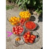 Rhiannons_garden_goodies Ditmarsher Micro Dwarf Tomato Seeds Organic 10 Count *Free