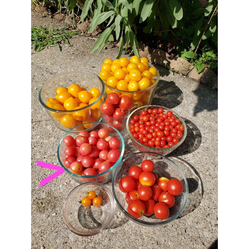 Rhiannons_garden_goodies Ditmarsher Micro Dwarf Tomato Seeds Organic 10 Count *Free