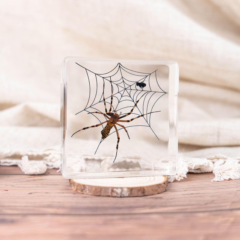 Taxidermy Spiders, 3pcs Real Insect Spider Specimens in Resin for