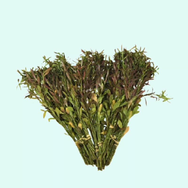 Unbranded Vietnamese Rotala (Rotala Vietnam) Bunch