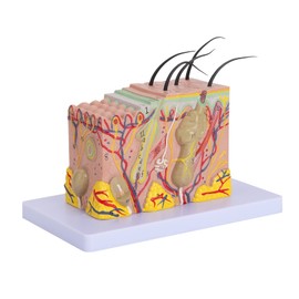 LVCHEN Skin Anatomical Model - Skin Layers Anatomy Model 35X Enlarged Anatomical Skin Model for Science Study or Patient Education