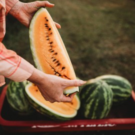 Mountain Sweet Yellow-Fleshed Watermelon - 25 Seeds - Heirloom & Open-Pollinated Variety, Very Sweet, Non-GMO Fruit & Vegetable Seeds for Planting Outdoors in The Home Garden, Thresh Seed Company