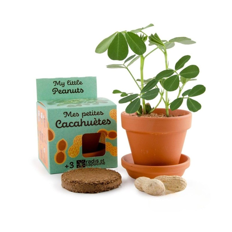 Radis Et Capucine Monkey Nut in Grow Kit for Kids
