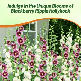 Outsidepride BlackBerry Ripple Hollyhock Seeds - 50 Pcs Perennnial Mix Heirloom, Long-Blooming Drought Tolerant Flower Seeds with Semi-Double Blooms for Cottage Gardens & Cut Flowers