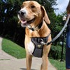 Coastal Pet Walk Right Front-Connect No-Pull Padded Dog Harness -