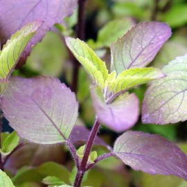 TomorrowSeeds Red Leaf Holy Basil Seeds | Krishna Tulsi Kraphao กะเพรา Thai Asian Seed 2025 - 1500+ Count