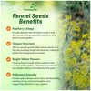 Outsidepride 1 oz. Annual Foeniculum Vulgare Fennel Herb Garden Seeds