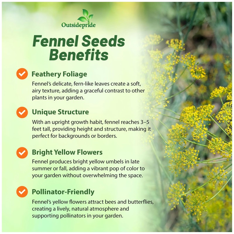 Outsidepride 1 oz. Annual Foeniculum Vulgare Fennel Herb Garden Seeds