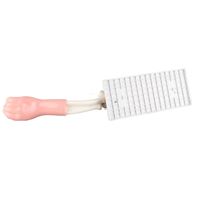 Arm Moving Model Anatomical Elbow Joint Motion Model Primary School