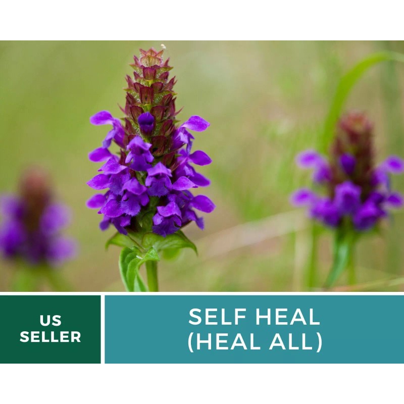 Southern Seeds Self Heal (Heal All) - Heirloom Seeds -