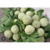 Tree 1 Sugar Apple Na Dai( Mãng Cầu Dai) 5"-7”